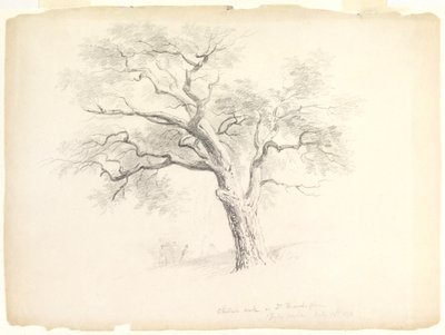 Dąb kasztanowy w posiadłości Hosack, Hyde Park, Nowy Jork z pięcioma figurami i szkicowaniem artysty, 1838 (grafit na papierze) autorstwa Asher Brown Durand