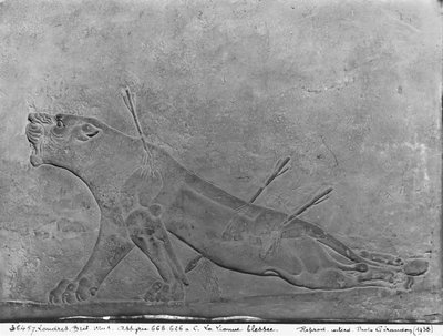 Ranna lwica, detal z płaskorzeźby przedstawiającej Asurbanipala II zabijającego lwy, z pałacu Asurbanipala II, Nimrud, Irak, neoasyryjski, 668-627 pne (wapień) autorstwa Assyrian
