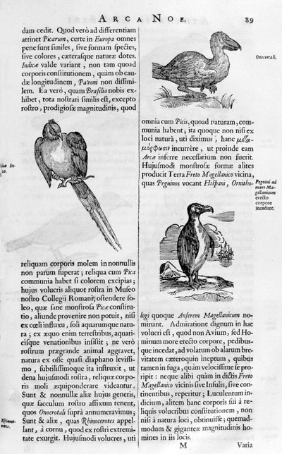 Ptaki, 1675. autorstwa Athanasius Kircher
