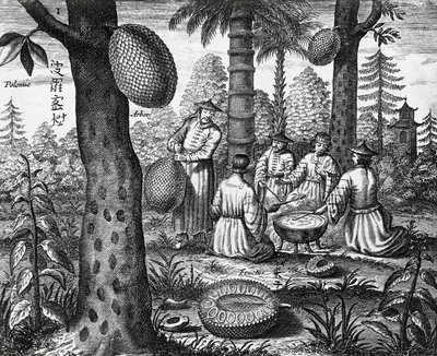 Chińskie owoce (Arbor polomie, chińska papaja), grawerowanie z chińskich zabytków autorstwa Athanasius Kircher