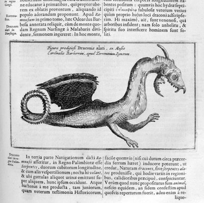 Smok, 1678 autorstwa Athanasius Kircher