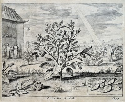 Le camellia - w „Chiny” autorstwa Athanase Kircher (lub Athanasius Kircheri) autorstwa Athanasius Kircher