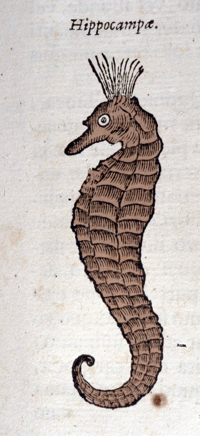 Reprezentacja konika morskiego. Rycina z dzieła Atanazego Kirchera (1601 - 1680), jezuity, orientalisty i uczonego. autorstwa Athanasius Kircher