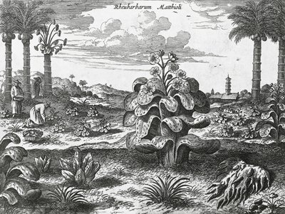 Roślina rabarbarowa, grawerowanie z zabytków Chin autorstwa Athanasius Kircher