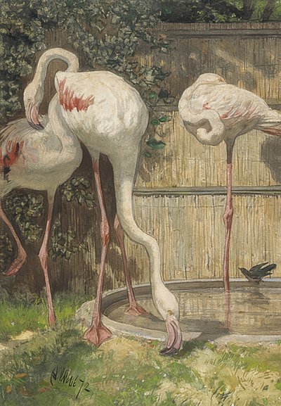 Trzy flamingi przy kałuży wody. 1872 autorstwa August Allebe