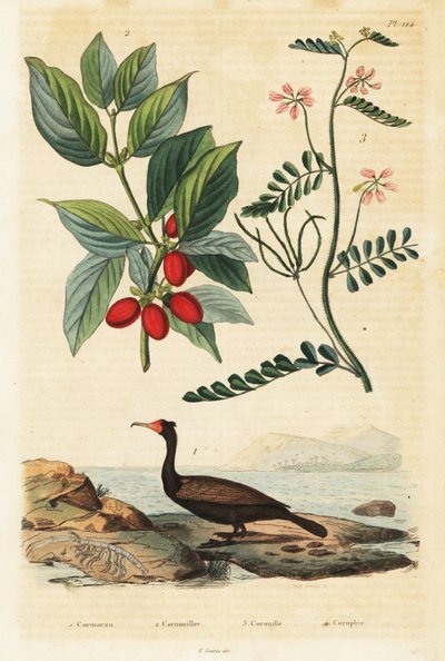 Kormoran, dereń dereń i wyka skorpiona, 1834-1839 (rycina) autorstwa Auguste Dumenil