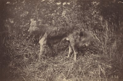 Studium psa, koniec lat siedemdziesiątych XIX wieku (zdjęcie) autorstwa Auguste Giraudon