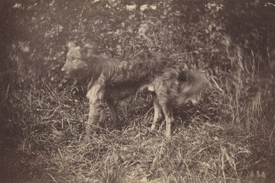 Badanie psa autorstwa Auguste Giraudon