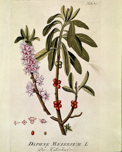 Botaniczny: „Bois-joli”” (Bois joli) (lub Bois-gentil, Bois gentile) (Daphne mezereum) Deska wyciągnięta z „Medicinalium secundum Linnaei digarum”” Josepha Jacobiego Plencka (1735-1807) 1788-1803 Kolekcja prywatna autorstwa Austrian School