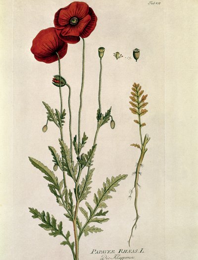Botaniczny: „Czerwony mak” (Papaver rhaeas) Talerz zaczerpnięty z „” Medicinalium secundum Linnaei Digestarumó autorstwa Josepha Jacobiego Plencka (1735-1807) 1788-1803 Kolekcja prywatna autorstwa Austrian School