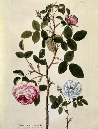 Botaniczny: Róża stulistna (Rosa centifolia) Talerz zaczerpnięty z „Medicinalium secundum Linnaei digestarum” Josepha Jacobiego Plencka (1735-1807) 1788-1803 Kolekcja prywatna autorstwa Austrian School