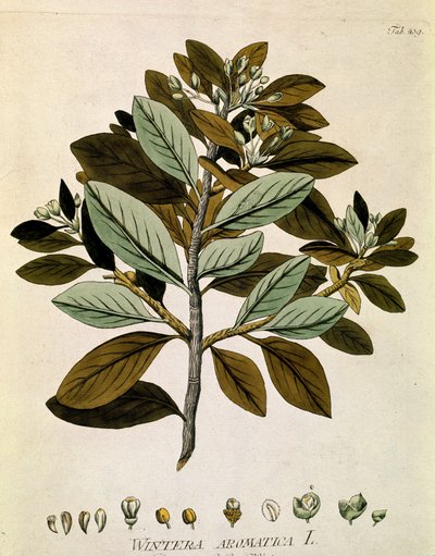 Botaniczne: "Kora Wintera" (Wintera aromatica) Deska zaczerpnięta z "Medicinalium secundum Linnaei digestarum" Josepha Jacobiego Plencka (1735-1807) 1788-1803 Kolekcja prywatna autorstwa Austrian School