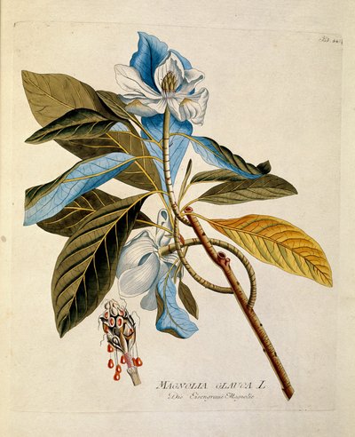 Botaniczny: „Magnolia” Talerz z „Medicinalium secundum Linnaei digestarum” Josepha Jacobiego Plencka (1735-1807) 1788-1803 Kolekcja prywatna autorstwa Austrian School