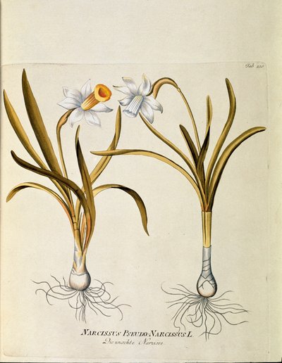 Botaniczny: „Żółty narcyz lub trąbka” (Narcissus pseudonarcissus) Talerz z „„Medicinalium secundum Linnaei digarum”” Josepha Jacobi Plencka (1735-1807) 1788-1803 Kolekcja prywatna autorstwa Austrian School