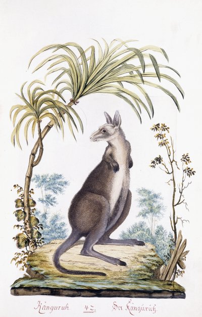 Kangur, 1794 autorstwa Austrian School