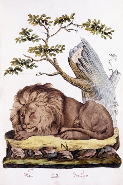 Lew, 1794 autorstwa Austrian School