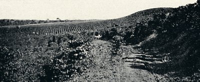 Kawiarnia, 1895 autorstwa Axel Frick