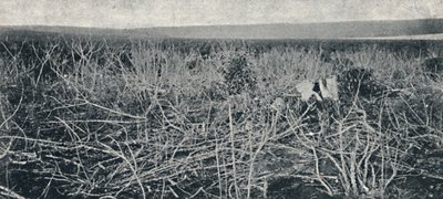 Plantacja manioku, 1895 autorstwa Axel Frick