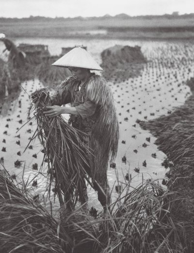 Japonia: Zbiór ryżu w pobliżu Niigata (zdjęcie czarno-białe) autorstwa Axel von Graefe