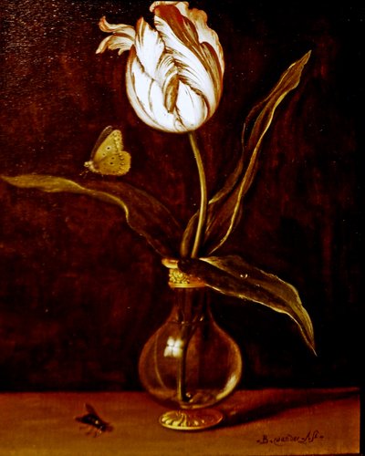 Pojedynczy tulipan w wazonie autorstwa Balthasar van der Ast