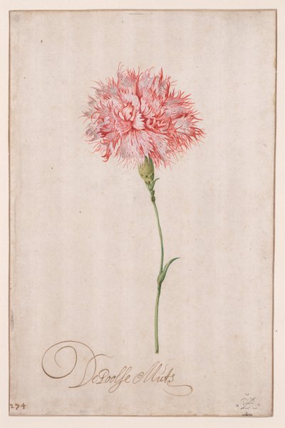 Polski kapelusz autorstwa Balthasar van der Ast