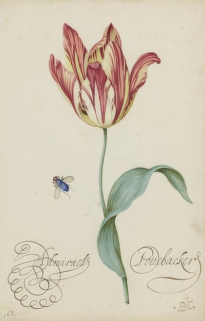 Studium tulipana i muchy. 1620-29 autorstwa Balthasar van der Ast