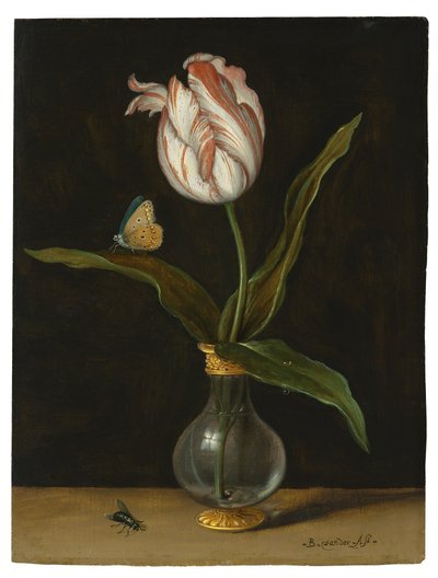 Tulipan „Summer Beauty” (olej na płótnie) autorstwa Balthasar van der Ast