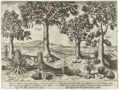 Drzewa i krzewy owocowe z Indii Wschodnich autorstwa Baptista van Doetechum