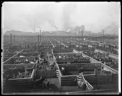 Zagrody dla bydła w Union Stock Yards, Chicago, Illinois, USA, ok. 1900 (zdjęcie czarno-białe) autorstwa Barnes and Crosby