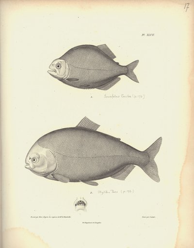 Characidae, plac XLVII, stal rytowana przez Coutanta wg ryciny Nicoli Huet (1770-1827), ilustracja ze „Zbioru obserwacji zoologii i anatomii porównawczej, część druga”, Al.V. autorstwa Baron Friedrich Alexander von Humboldt