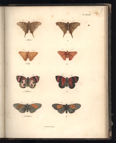 Lepidoptera, pl. XXXVII, ilustracja z „Zbioru obserwacji zoologii i anatomii porównawczej, część II”, autorstwa Al. V. Humboldt i A. Bonplant, Paryż, 1821 (kolorowe grawerowanie) autorstwa Baron Friedrich Alexander von Humboldt