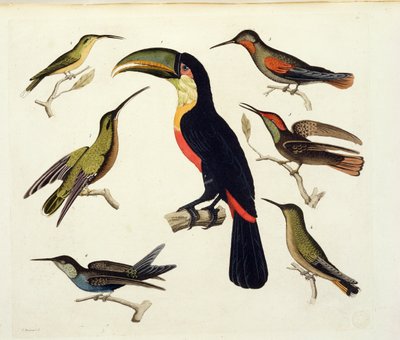 Ptaki rodzime, w tym Tukan (w środku), Amazonka, Brazylia, z „Le Costume Ancien et Moderne”, tom II, płyta 42, autorstwa Julesa Ferrario, sztych. V. Raineri, wydana ok. 1820-30 autorstwa Baron Friedrich Alexander von Humboldt
