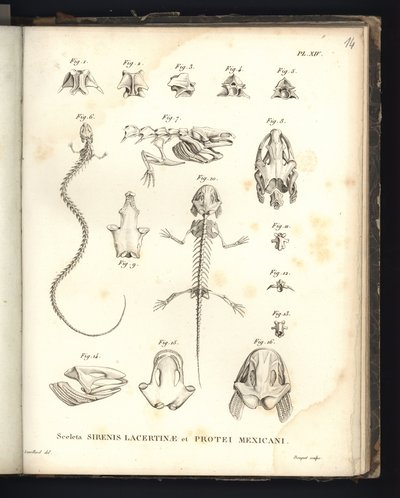 Szkielety Strenis Lizard i Proteus of Mexico, płyta XIV, Osteologia sirenomeli i aksolotla autorstwa Baron Friedrich Alexander von Humboldt