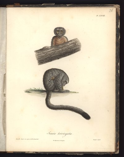 Simia trivirgata, Pl.XXVIII, stal rytowana przez Louisa Bouqueta (1765-1814) wg ryciny Nicoli Huet (1770-1827), ilustracja z 