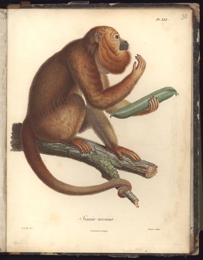 Simia ursina, Pl.XXX, ilustracja z Kompendium obserwacji zoologii i anatomii porównawczej, wykonanych na Oceanie Atlantyckim, we wnętrzu nowego kontynentu i na Morzu Południowym na przestrzeni lat autorstwa Baron Friedrich Alexander von Humboldt