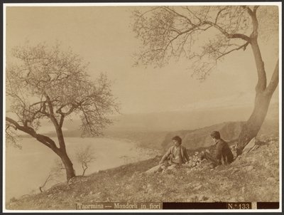 Kwitnące migdały, Taormina autorstwa Baron Wilhelm von Gloeden