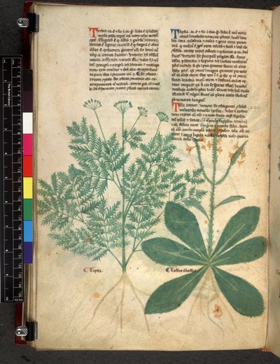 Egerton 747 f.101v Traktat o ziołach, c.1280-1310 (tusz i kolor na welinie) autorstwa Bartholomaei Mini de Senis