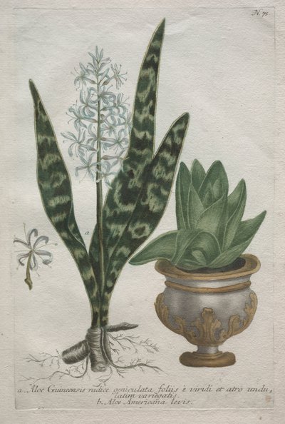 Aloes autorstwa Bartholomaus Seutter