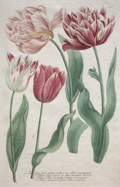 Tulipany autorstwa Bartholomaus Seutter