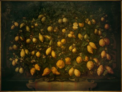 Gorzkie pomarańcze, cedrowe cytryny i cytryny autorstwa Bartolomeo Bimbi