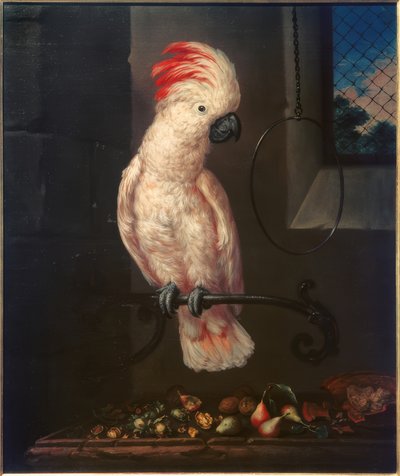 Biała papuga autorstwa Bartolomeo Bimbi