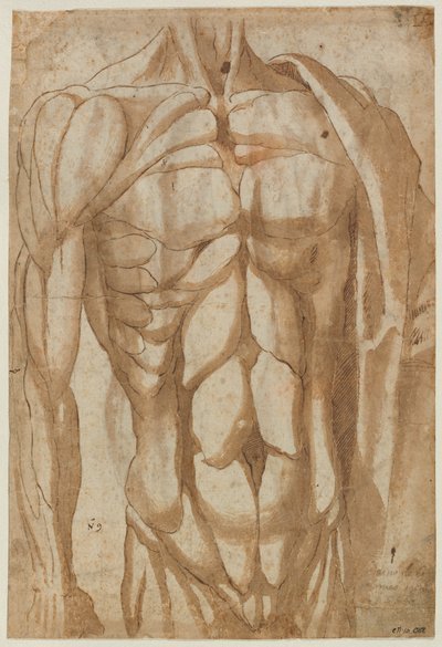 Studium obdartego ze skóry tułowia (verso) autorstwa Bartolommeo da Arezzo