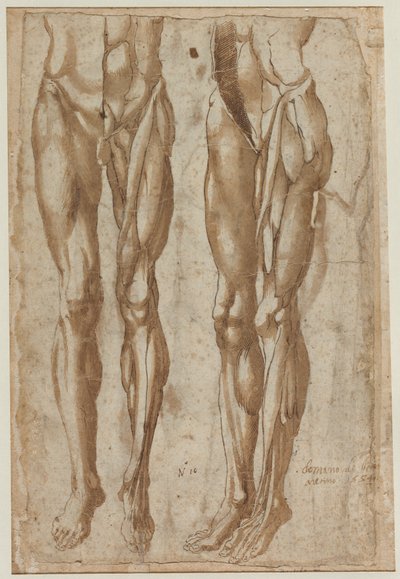 Dwa badania obdartego mężczyzny recto Studium obdzieranego tułowia odwróconego, 1554. autorstwa Bartolommeo da Arezzo