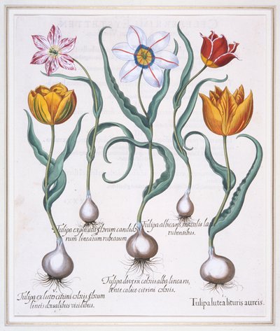 Tulipa Lutea Lituris Aureis, Połamany żółty tulipan typu sylvestris, 1613. autorstwa Basil Besler