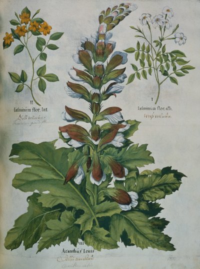 Liść z Hortus Eystettensis Beslera (kolorowy grawerunek) autorstwa Basilius Besler