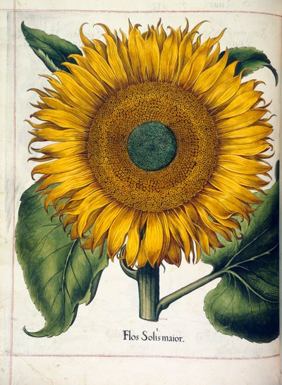 Słonecznik (flos solis maior) z 