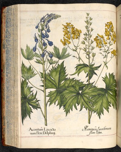 Aconitum lycoctonum (wilcza zguba) z Hortus Eystettensis, Basilius Besler autorstwa Basilius Besler