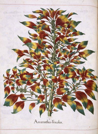 Amaranthus Tricolor, z 