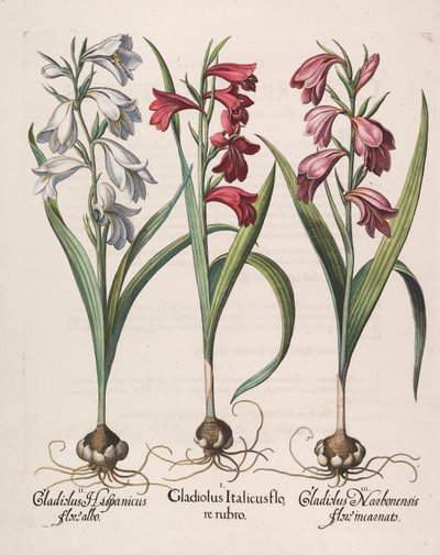 Mieczyk italicus czerwony kwiat, 1613 autorstwa Basilius Besler
