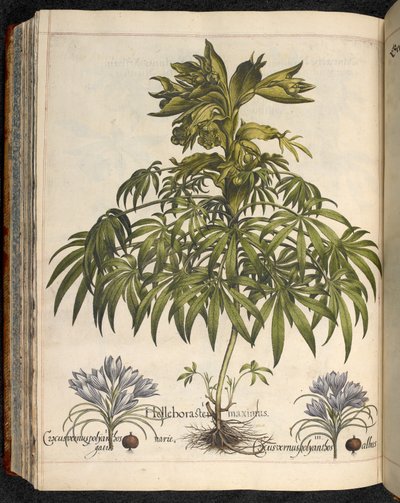 Helleboraster maximus, od Hortus Eystettensis, ...Basilius Besler autorstwa Basilius Besler